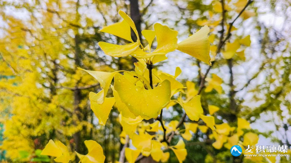 IMG_20251012_0925231