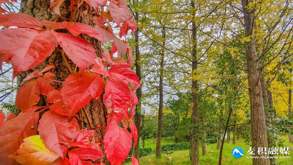 IMG_20251012_0922391