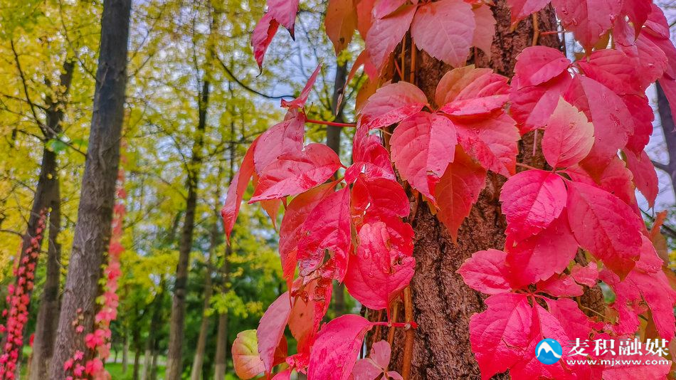 IMG_20251012_0927281