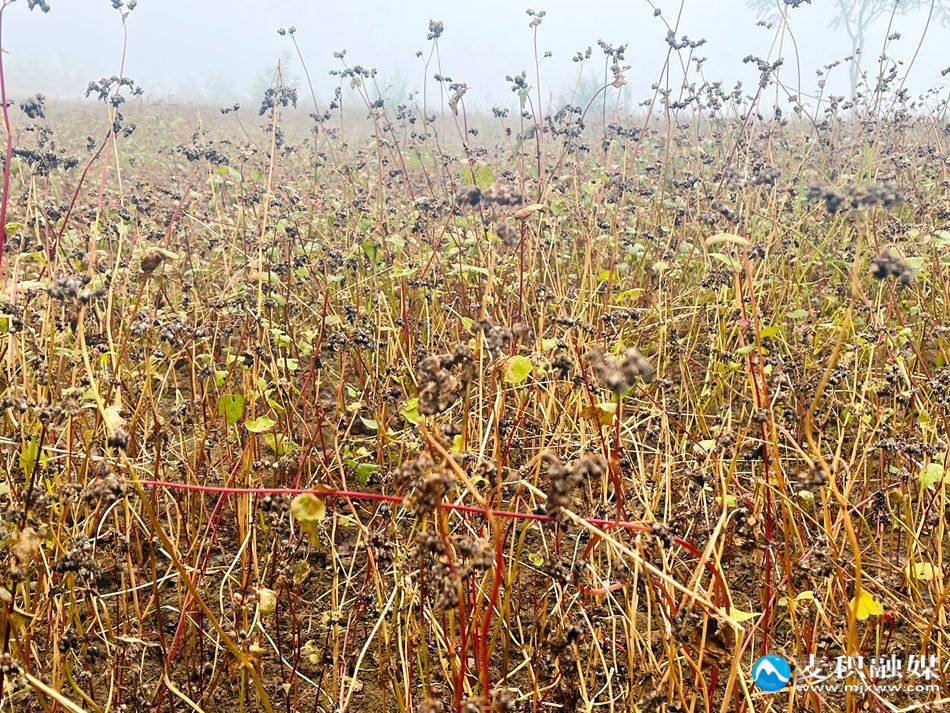 微信图片_20251028130336_78_21