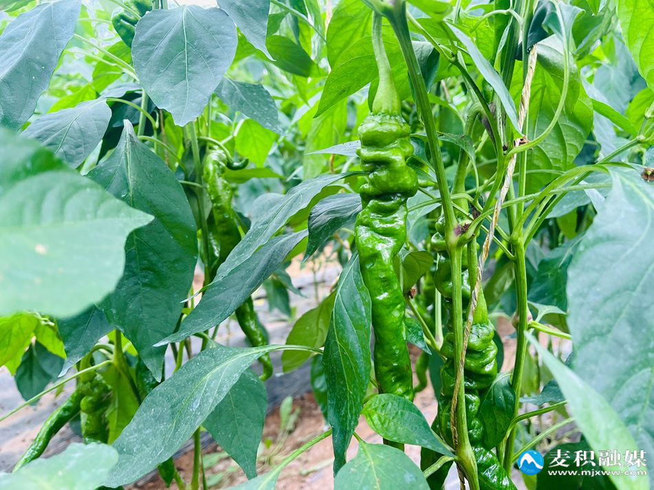 微信图片_20251029150555_94_21