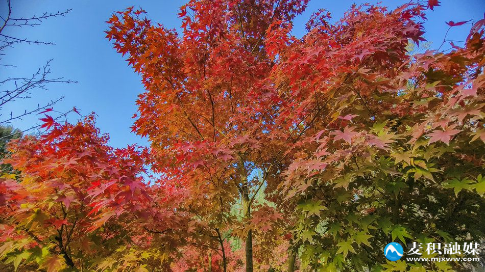 IMG_20251025_1637031