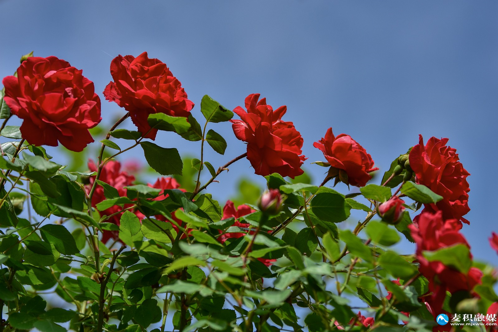 DSC_03091