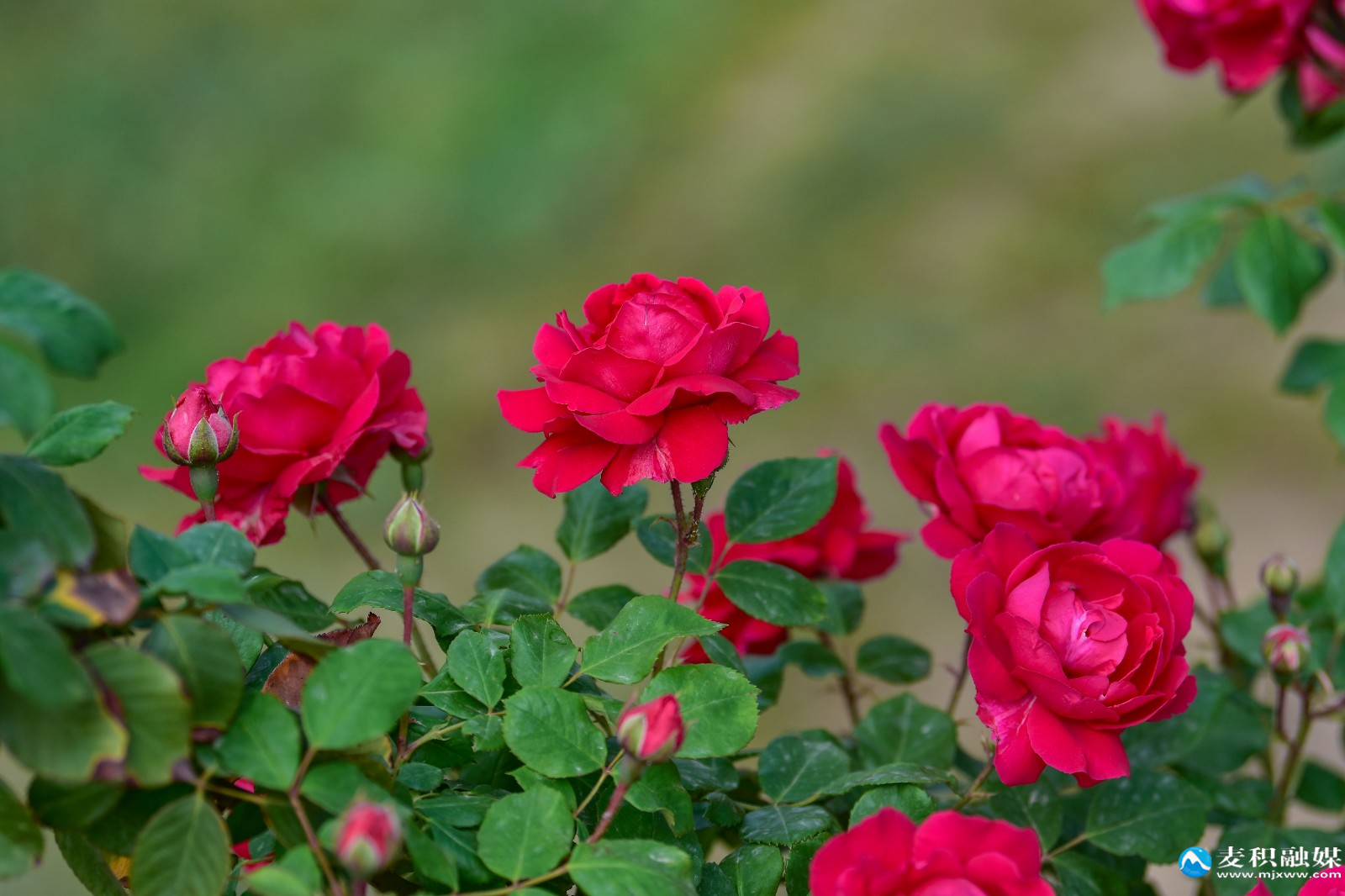DSC_12211 DSC_12211