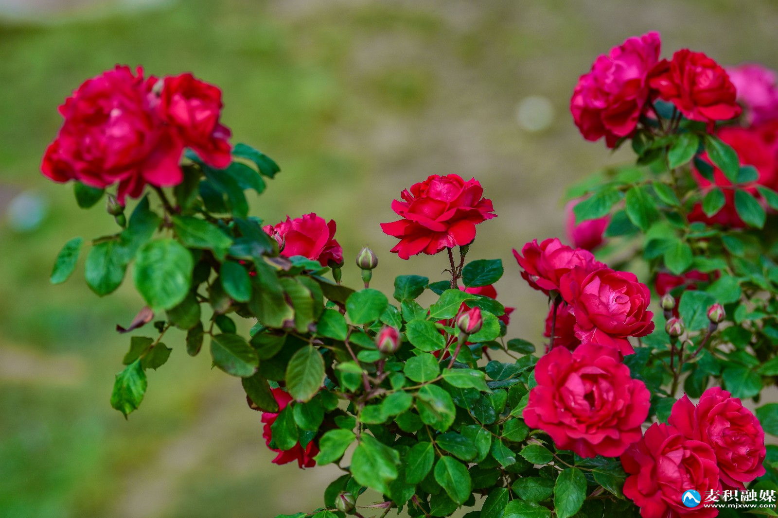 DSC_12071 DSC_12071