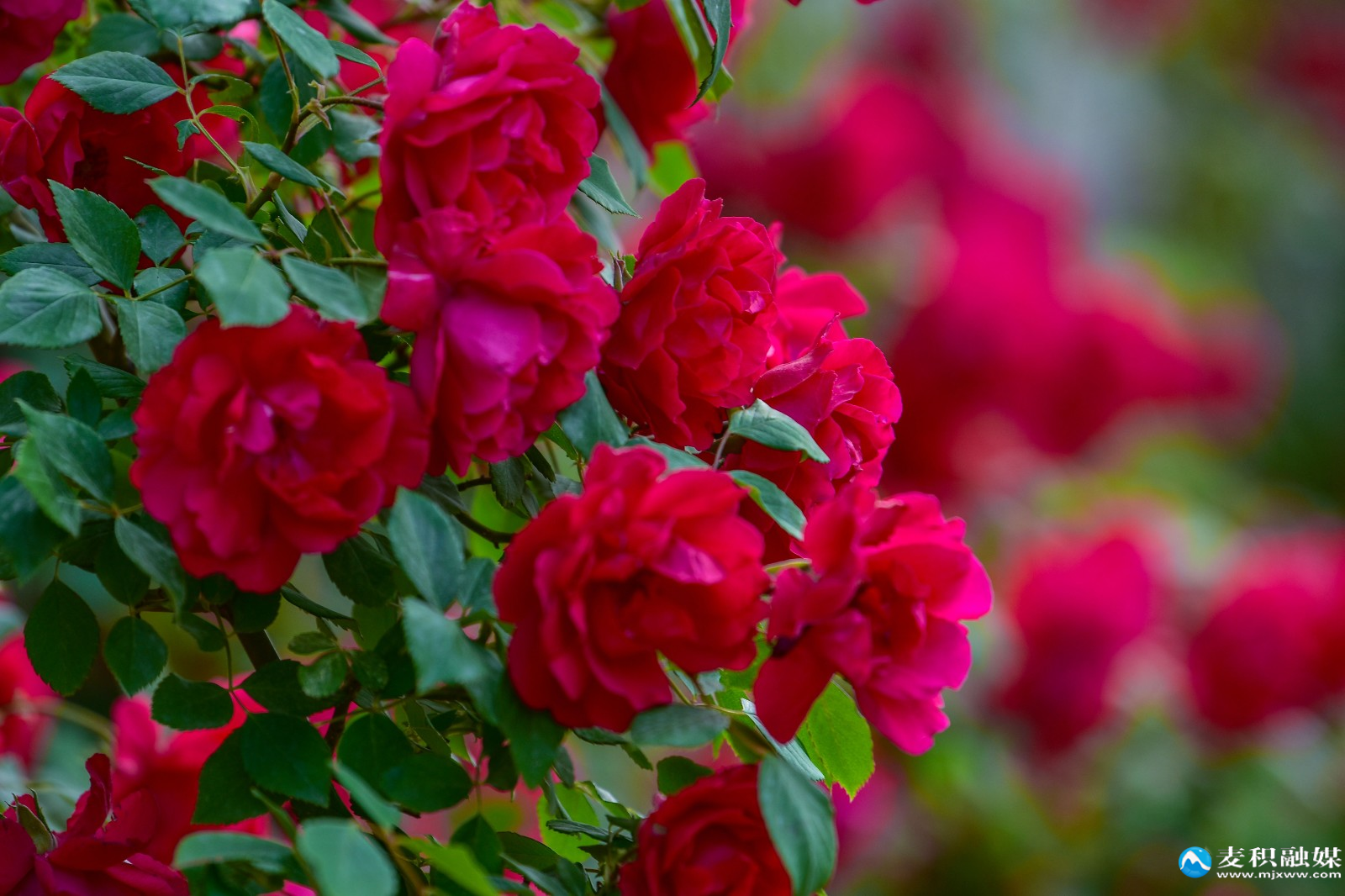 DSC_12381