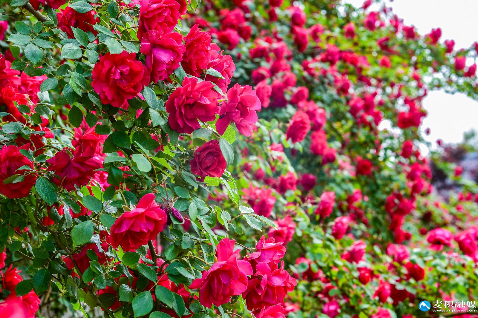 DSC_12421