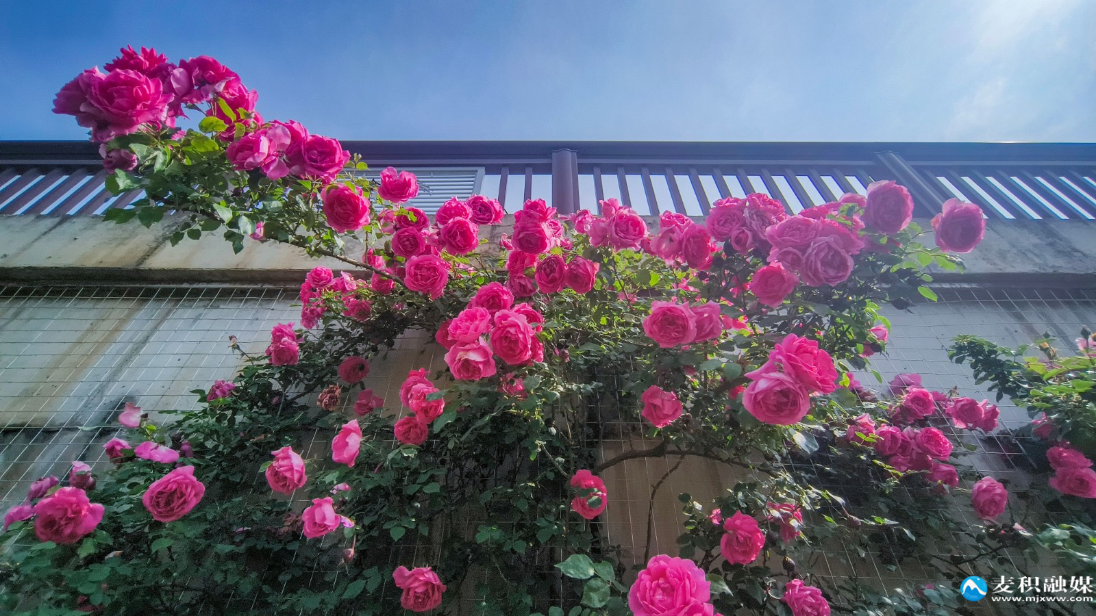 IMG_20260518_0959071